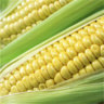 Freeze Dried Sweet Corn #10 Can EMERGENCY SURVIVAL FOOD