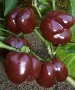  Mini Chocolate Bell Pepper Seeds - 30