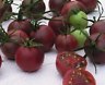 Chocolate Cherry Heirloom Tomato Seeds- 2011- 30+ seeds