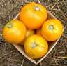 DJENA LEE'S GOLDEN GIRL TOMATO 30 SEEDS 1920S HEIRLOOM