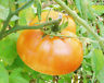 KELLOGG'S BREAKFAST TOMATO 30 SEEDS VERY LARGE HEIRLOOM