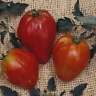 ANNA RUSSIAN TOMATO 30 SEED BIG YIELDS 1 POUND TOMATOES
