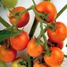 JAUNE FLAMME FRENCH HEIRLOOM TOMATO 30 SEEDS VERY TASTY