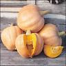 AMISH PIE PUMPKIN 20 SEEDS DELICIOUS FOR PIE OR VEGGIE