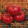 DUTCHMAN TOMATO 30 HEIRLOOM SEEDS HUGE FRUIT FEW SEEDS