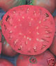 GIANT PINK BELGIUM HEIRLOOM TOMATO 25 SEEDS HUGE FRUITS