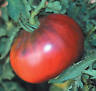 DRUZBA BULGARIAN HEIRLOOM TOMATO 30 SEEDS VERY SWEET