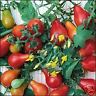 HEIRLOOM RED FIG TOMATO SEEDS DATES BACK TO THE 1700'S