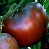 CHEROKEE PURPLE HEIRLOOM TOMATO SEEDS DARK & DELICIOUS