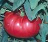 Tomato Watermelon Beefsteak 25 Seeds GIFT OnlyHeirlooms
