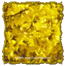 1 Oz Solidago ohioensis Bulk Wildflower Seeds