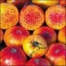 Hillbilly Tomato seeds, Heirloom (V0011)