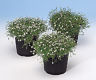 Sagina Irish Moss 150 Seeds Only Heirlooms + GIFT
