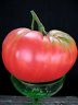 TOMATO BRANDYWINE PINK ~ HEIRLOOM ~ BULK ~ 1,200 seeds