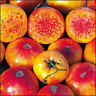Tomato Hillbilly Potato Leaf  25 Seeds Only-Heirlooms