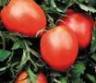  Amish Paste Tomato Seeds, Heirloom Seeds, 40+ per pkg.